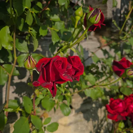 Donacka Gora Сasa de vacaciones *