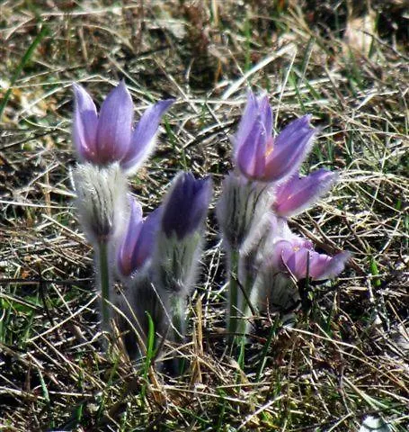 Dom wakacyjny Donacka Gora *