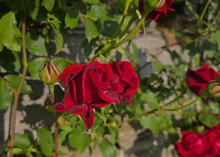 Donacka Gora Dom wakacyjny *